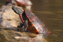 Northern red-bellied turtle (Pseudemys rubriventris) hauling out of water onto basking log, Maryland, USA. October.