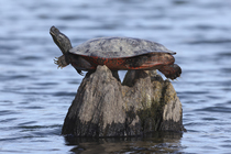RF - Northern red-bellied turtle (Pseudemys rubriventris) basking on top of a rock in lake, Maryland, USA. April. (This image may be licensed either as rights managed or royalty free.)