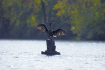 Double-crested cormorant (Nannopterum auritum) perched on wooden stump in lake drying its wings, Maryland, USA. October.