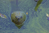 Snapping turtle (Chelydra serpentina) with head above water surface in blue green algal bloom (Woronichinia naegeliana). The microcystin produced is toxic to wildlife and humans. Maryland, USA. Octobe...