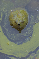 Snapping turtle (Chelydra serpentina) with head above water surface in blue green algal bloom (Woronichinia naegeliana). The microcystin produced is toxic to wildlife and humans. Maryland, USA. Octobe...