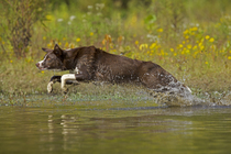 Chocolate border collie leaping through water, Maryland, USA. September.