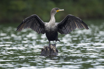 RF - Double-crested cormorant (Nannopterum auritum) juvenile, standing on tree stump in water, drying its wings, Maryland, USA. September. (This image may be licensed either as rights managed or royal...