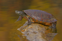 Northern red-bellied turtle ( Pseudemys rubriventris) hauling out of water onto basking log, Maryland, USA. October.