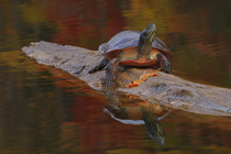 Northern red-bellied turtle (Pseudemys rubriventris) basking on log over water, Maryland, USA. October.