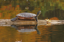 Northern red-bellied turtle (Pseudemys rubriventris) basking on log over water, Maryland, USA. October.