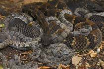 Group of Timber rattlesnakes (Crotalus horridus) gravid females with newborn young, resting, Pennsylvania, USA. September.