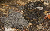 RF - Group of Timber rattlesnakes (Crotalus horridus) gravid females with newborn young, resting, Pennsylvania, USA. September. (This image may be licensed either as rights managed or royalty free.)
