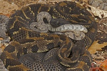 Group of Timber rattlesnakes (Crotalus horridus) gravid females with newborn young, resting, Pennsylvania, USA. September.