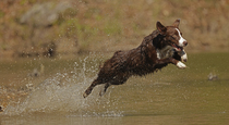 RF - Chocolate border collie leaping through water, Maryland, USA. May. (This image may be licensed either as rights managed or royalty free.)