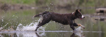 Chocolate border collie running through water, Maryland, USA. March.