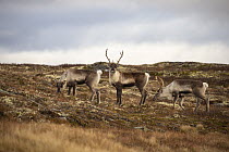 Three Reindeer (Rangifer tarandus) females grazing during rut, Forollhogna National Park, Norway. September.