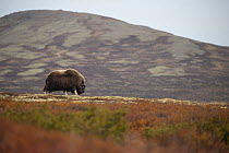 Musk ox (Ovibos moschatus) mature bull grazing, Dovrefjell-Sunndalsfjella National Park, Norway. September.