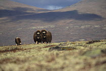 Musk ox (Ovibos moschatus) family grazing, Dovrefjell-Sunndalsfjella National Park, Norway. September.