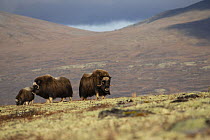 Musk ox (Ovibos moschatus) family herd grazing, Dovrefjell-Sunndalsfjella National Park, Norway. September.