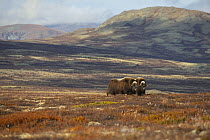 Two Musk ox (Ovibos moschatus) bulls grazing, Dovrefjell-Sunndalsfjella National Park, Norway. September.