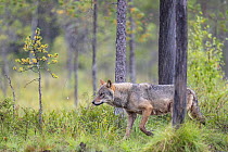 Eurasian wolf (Canis lupus) walking through forest in the rain, Kuikka camp, Kuhmo, Finland. August.