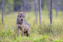 Eurasian wolf (Canis lupus) standing in forest clearing in the rain, licking its nose, Kuikka camp, Kuhmo, Finland. August.