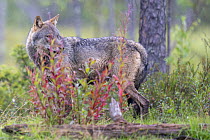 Eurasian wolf (Canis lupus) standing in forest clearing in the rain, Kuikka camp, Kuhmo, Finland. August.