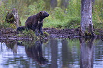 Wolverine (Gulo gulo) sitting at edge of forest pool, Kuikka camp, Kuhmo, Finland. August.