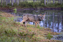 Eurasian wolf (Canis lupus) standing at edge of forest pool, Kuikka camp, Kuhmo, Finland. August.