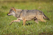 Eurasian wolf (Canis lupus) walking over marshy ground, Kuikka camp, Kuhmo, Finland. August.