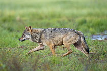 Eurasian wolf (Canis lupus) walking over marshy ground, Kuikka camp, Kuhmo, Finland. August.