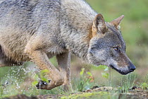 Eurasian wolf (Canis lupus) prowling, Kuikka camp, Kuhmo, Finland. August.