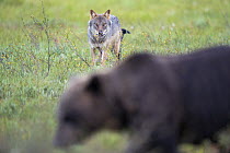 Eurasian wolf (Canis lupus) standing in grassland watching an Eurasian brown bear (Ursus arctos), Kuikka camp, Kuhmo, Finland. August.