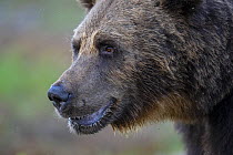 Eurasian brown bear (Ursus arctos) head portrait, Kuikka camp, Kuhmo, Finland. August.