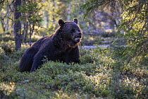 Eurasian brown bear (Ursus arctos) resting in the forest, Kuikka camp, Kuhmo, Finland. August.