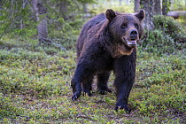 Eurasian brown bear (Ursus arctos) walking through the forest, Kuikka camp, Kuhmo, Finland. August.