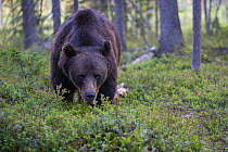 Eurasian brown bear (Ursus arctos) standing in the forest, Kuikka camp, Kuhmo, Finland. August.