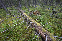 Fallen tree in old growth continuous forest, Elamyssalo Nature Reserve, Kuikka, in No Mans' Land, on the border between Finland and Russia, Kuhmo, Finland. August, 2023.