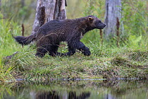 Wolverine (Gulo gulo) walking along edge of forest pool, Kuikka camp, Kuhmo, Finland. August.