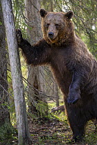 Eurasian brown bear (Ursus arctos) standing on hind legs resting paw on tree trunk, Kuikka camp, Kuhmo, Finland. August.