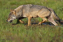 RF - Eurasian wolf (Canis lupus) walking through marshy ground,  Kuikka camp, Kuhmo, Finland. August. (This image may be licensed either as rights managed or royalty free.)