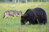 RF - Eurasian wolf (Canis lupus) prowling behind a foraging Eurasian brown bear (Ursus arctos) in grassland, Kuikka camp, Kuhmo, Finland. August. (This image may be licensed either as rights managed o...