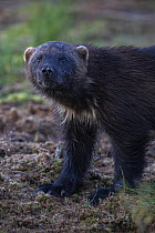 RF - Wolverine (Gulo gulo) portrait, Kuikka camp, Kuhmo, Finland. August. (This image may be licensed either as rights managed or royalty free.)