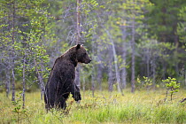 RF - Eurasian brown bear (Ursus arctos) standing on hind legs in forest clearing, Kuikka camp, Kuhmo, Finland. August. (This image may be licensed either as rights managed or royalty free.)