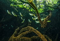 Banded archerfish (Toxotes jaculatrix) school swimming among mangrove roots, Misool, Raja Ampat, Indonesia, Pacific Ocean.