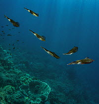 Group of Bigfin reef squid (Sepioteuthis lessoniana) swimming over a coral reef, Raja Ampat, Indonesia, Pacific Ocean.