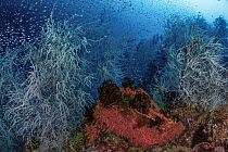 Black corals (Antipatharia), Orange sea fan (Alcyonacea) and several dark Feather stars (Comatulida) on coral reef, Triton Bay, West Papua, Indonesia, Pacific Ocean.