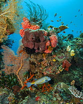 Coral reef scene with Yellow boxfish (Ostracion cubicus), orange Cup corals (Dendrophyllia sp.), Branching hard corals (Acropora sp.), Sea fans (Melithaea sp.), red Soft coral (Dendronephthya sp.), Or...