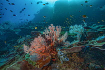 Gorgonian sea fans (Melithaea sp.), Hard corals (Scleractinia), Grey tube sponges (Porifera), Feather stars (Crinoidea), Damselfish (Pomacentridae), Anthias (Anthias sp.), and other coral reef fish, R...