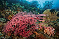 Red sea whips (Ellisella sp.), Yellow sea fan (Annella sp.), Soft corals (Dendronephthya sp.) and (Sarcophyton sp.) and Featherstars (Crinoidea) on coral reef, Raja Ampat, Indonesia, Pacific Ocean.