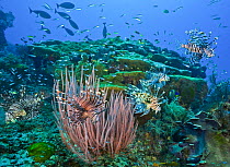 Five Red lionfish (Pterois volitans) hunting cooperatively over coral reef with Red sea whip colony (Ellisella sp.) in foreground and reef fish, Raja Ampat, Indonesia, Pacific Ocean.