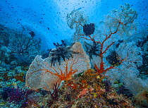 Gorgonian coral sea fans (Subergorgiidae) and Black featherstars (Crinoidea) on coral reef, Raja Ampat, Indonesia, Pacific Ocean.
