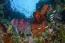 Gorgonian coral sea fans (Melithaeidae) with Black featherstars (Comatulida) and Banana fusiliers (Pterocaesio pisang) on coral reef, Raja Ampat, Indonesia, Pacific Ocean.