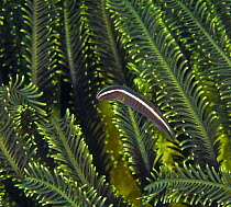 Crinoid clingfish (Discotrema crinophila) living among the arms of Feather star (Crinoidea), Ambon, Indonesia, Pacific Ocean.